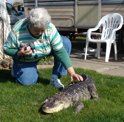 RVing with an aligator