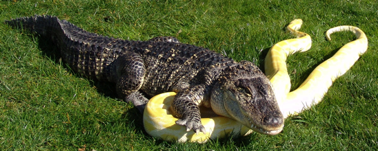 Nessie the Alligator and Banana the Albino Burmese Python